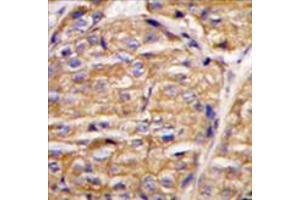 Image no. 2 for anti-Mitochondrial Intermediate Peptidase (MIPEP) (N-Term) antibody (ABIN356962) (MIPEP antibody  (N-Term))