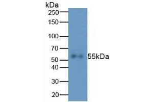 Western blot analysis of Human HepG2 Cells. (Caspase 8 antibody  (AA 217-384))