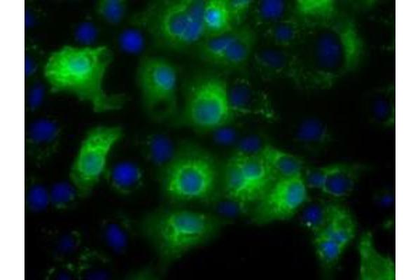 HID1/DMC1 antibody