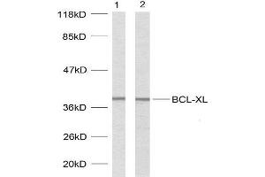 Western blot analysis using BCL-XL (Ab-62) antibody (E021061). (BCL2L1 antibody)