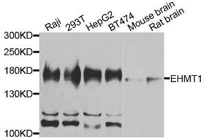 Western blot analysis of extracts of various cell lines, using EHMT1 antibody (ABIN5974875) at 1/1000 dilution.