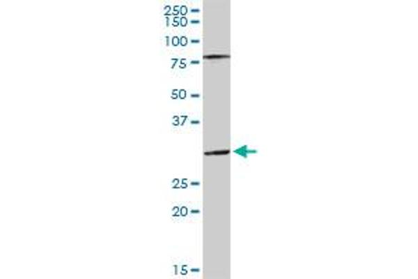 SGTA antibody  (AA 1-313)