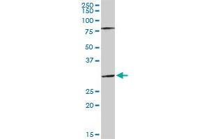 SGTA antibody  (AA 1-313)