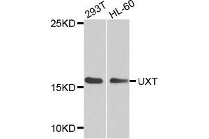 Western blot analysis of extracts of various cell lines, using UXT antibody (ABIN1875305) at 1:1000 dilution. (UXT antibody)