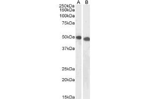 ABIN5539626 (1µg/ml) staining of Jurkat (A) and K562 (B) lysates (35µg protein in RIPA buffer). (DPF2 antibody  (AA 245-259))
