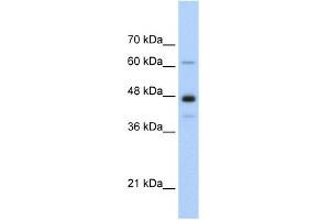 WB Suggested Anti-NXF1 Antibody Titration:  0.