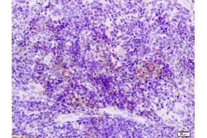 Formalin-fixed and paraffin embedded rat spleen labeled with Anti-Sema3F/semaphorin 3F Polyclonal Antibody, Unconjugated (ABIN737976) at 1:200 followed by conjugation to the secondary antibody and DAB staining. (SEMA3F antibody  (AA 651-754))
