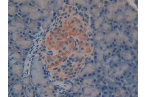 DAB staining on IHC-P; Samples: Rat Pancreas Tissue (Laminin alpha 1 antibody  (AA 41-230))
