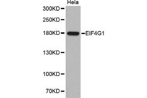Western blot analysis of extracts of HeLa cells, using EIF4G1 antibody (ABIN5970323). (EIF4G1 antibody)