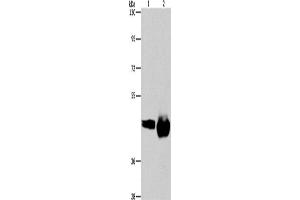 Western Blotting (WB) image for anti-CD38 antibody (ABIN2432799)