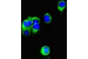 Immunofluorescent analysis of Hela cells using ABIN7153010 at dilution of 1:100 and Alexa Fluor 488-congugated AffiniPure Goat Anti-Rabbit IgG(H+L) (FSTL1 antibody  (AA 176-285))