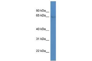Western Blotting (WB) image for anti-Nuclear Receptor Subfamily 4, Group A, Member 1 (NR4A1) (C-Term) antibody (ABIN2779759)