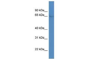 WB Suggested Anti-NR4A1 Antibody Titration: 1. (NR4A1 antibody  (C-Term))