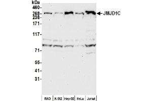 anti-Jumonji Domain Containing 1C (JMJD1C) (AA 150-200) antibody
