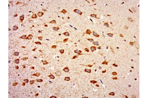 WIPF2 antibody