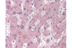 Anti-NNMT antibody IHC staining of human liver. (NNMT antibody  (N-Term))