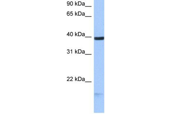HS3ST5 antibody  (C-Term)