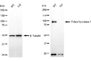 Western blotting analysis using folate hydrolase 1 antibody (ABIN7798638).