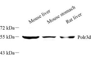 Western blot analysis of Polr3d (ABIN7075141) at dilution of 1: 500 (POLR3D antibody)