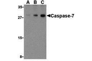 Western Blotting (WB) image for anti-Caspase 7, Apoptosis-Related Cysteine Peptidase (CASP7) (C-Term) antibody (ABIN1030318) (Caspase 7 antibody  (C-Term))