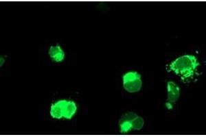 Anti-ENPEP mouse monoclonal antibody (ABIN2455324) immunofluorescent staining of COS7 cells transiently transfected by pCMV6-ENTRY ENPEP (RC210521). (ENPEP antibody)