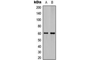 Western blot analysis of Ephrin B1/2 expression in HeLa (A), mouse hippocampus (B) whole cell lysates.