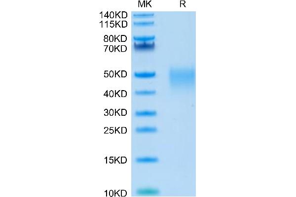 LIF Protein (AA 23-202)