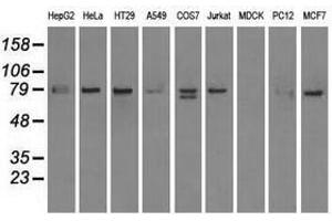 Image no. 3 for anti-SCY1-Like 3 (SCYL3) antibody (ABIN1500834) (SCYL3 antibody)
