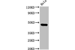 Western Blot Positive WB detected in: Hela whole cell lysate All lanes: CSNK1E antibody at 3. (CK1 epsilon antibody  (Isoform epsilon))