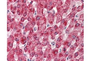 Anti-CYP2E1 antibody IHC of human liver. (CYP2E1 antibody  (AA 233-243))
