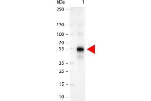 Western Blot of Alkaline Phosphatase Conjugated Goat anti-Human IgG Gamma Chain antibody. (Goat anti-Human IgG (Heavy Chain) Antibody (Alkaline Phosphatase (AP)) - Preadsorbed)
