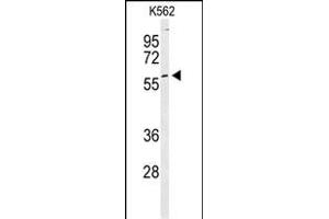 Western blot analysis of PKM2 Antibody (C-term ) (ABIN6242815 and ABIN6578981) in K562 cell line lysates (35 μg/lane). (PKM2 antibody  (C-Term))