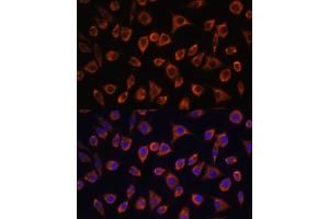 Immunofluorescence analysis of L929 cells using MRPL43 antibody (ABIN7268573) at dilution of 1:100. (MRPL43 antibody  (AA 80-155))