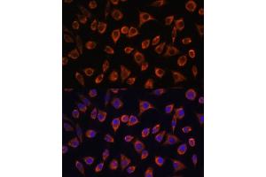 Immunofluorescence analysis of L929 cells using MRPL43 antibody (ABIN7268573) at dilution of 1:100. (MRPL43 antibody  (AA 80-155))