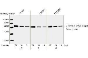 Image no. 5 for anti-Myc Tag antibody (ABIN2585197) (Myc Tag antibody)