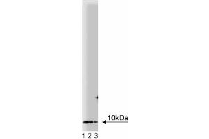 Western blot analysis of PIN on a rat cerebrum lysate. (DYNLL1 antibody  (AA 1-89))