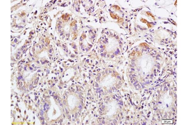 DEPTOR antibody  (AA 56-170)
