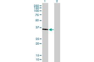 Western Blot analysis of SPON2 expression in transfected 293T cell line by SPON2 MaxPab polyclonal antibody. (SPON2 antibody  (AA 1-331))