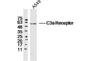 A549 lysates probed with C3a Receptor Polyclonal Antibody, Unconjugated  at 1:300 dilution and 4˚C overnight incubation. (C3AR1 antibody  (AA 401-482))