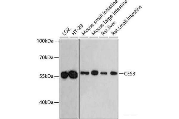 CES3 anticorps