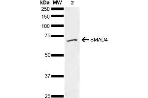 Western blot analysis of Human Cervical cancer cell line (HeLa) lysate showing detection of ~60. (SMAD4 antibody  (AA 200-300) (Atto 488))