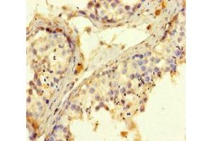 Immunohistochemistry of paraffin-embedded human testis tissue using ABIN7168424 at dilution of 1:100 (ROPN1 antibody  (AA 1-212))