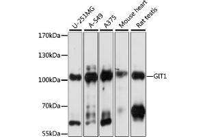 Western blot analysis of extracts of various cell lines, using GIT1 antibody (ABIN7267383) at 1:1000 dilution.