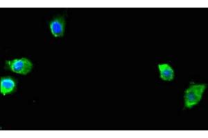Immunofluorescent analysis of Hela cells using ABIN7166201 at dilution of 1:100 and Alexa Fluor 488-congugated AffiniPure Goat Anti-Rabbit IgG(H+L) (SEC23A antibody  (AA 424-569))