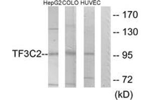 Western blot analysis of extracts from HepG2/COLO205/HuvEc cells, using TF3C2 Antibody. (GTF3C2 antibody  (AA 71-120))