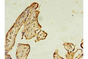 Immunohistochemistry of paraffin-embedded human placenta tissue using ABIN7167225 at dilution of 1:100 (RAB11B antibody  (AA 2-215))