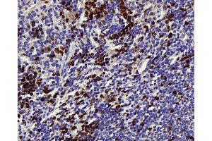 Immunohistochemistry analysis of paraffin-embedded mouse spleen using Survivin Polyclonal Antibody at dilution of 1:300. (Survivin antibody)