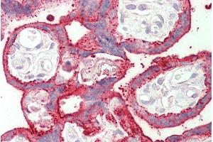 ABIN571050 (5µg/ml) staining of paraffin embedded Human Placenta. (SDHAF1 antibody  (C-Term))