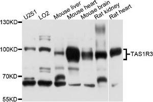 Western blot analysis of extracts of various cells, using TAS1R3 antibody. (TAS1R3 antibody)