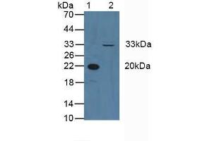 Western blot analysis of (1) Human Blood Cells and (2) Human HeLa cells. (Cyclin D3 antibody  (AA 1-292))